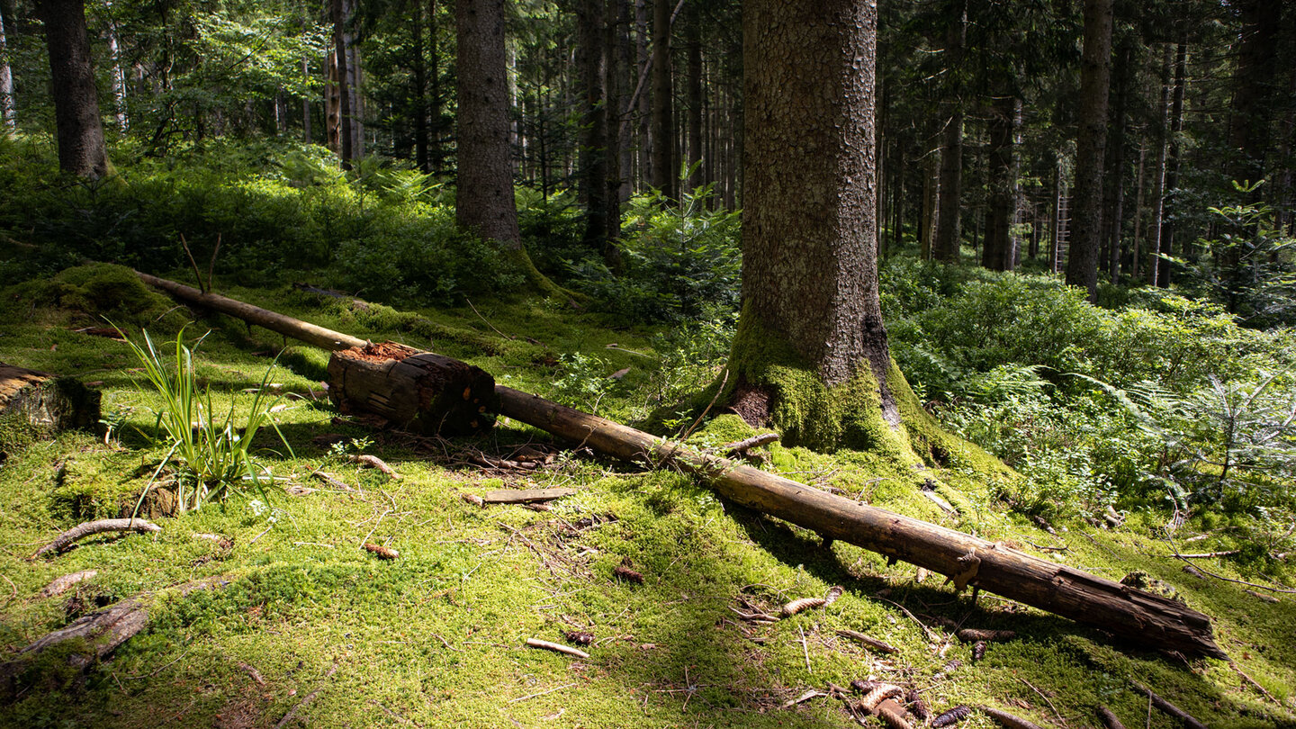 Schwarzenbach-Rundweg im dichten Nadelwald