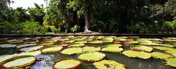 Riesenseerosen im Sir Seewoosagur Ramgoolam Botanical Garden