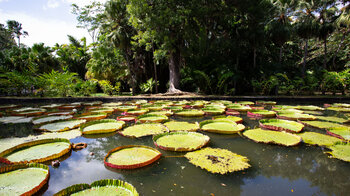 Riesenseerosen im Sir Seewoosagur Ramgoolam Botanical Garden