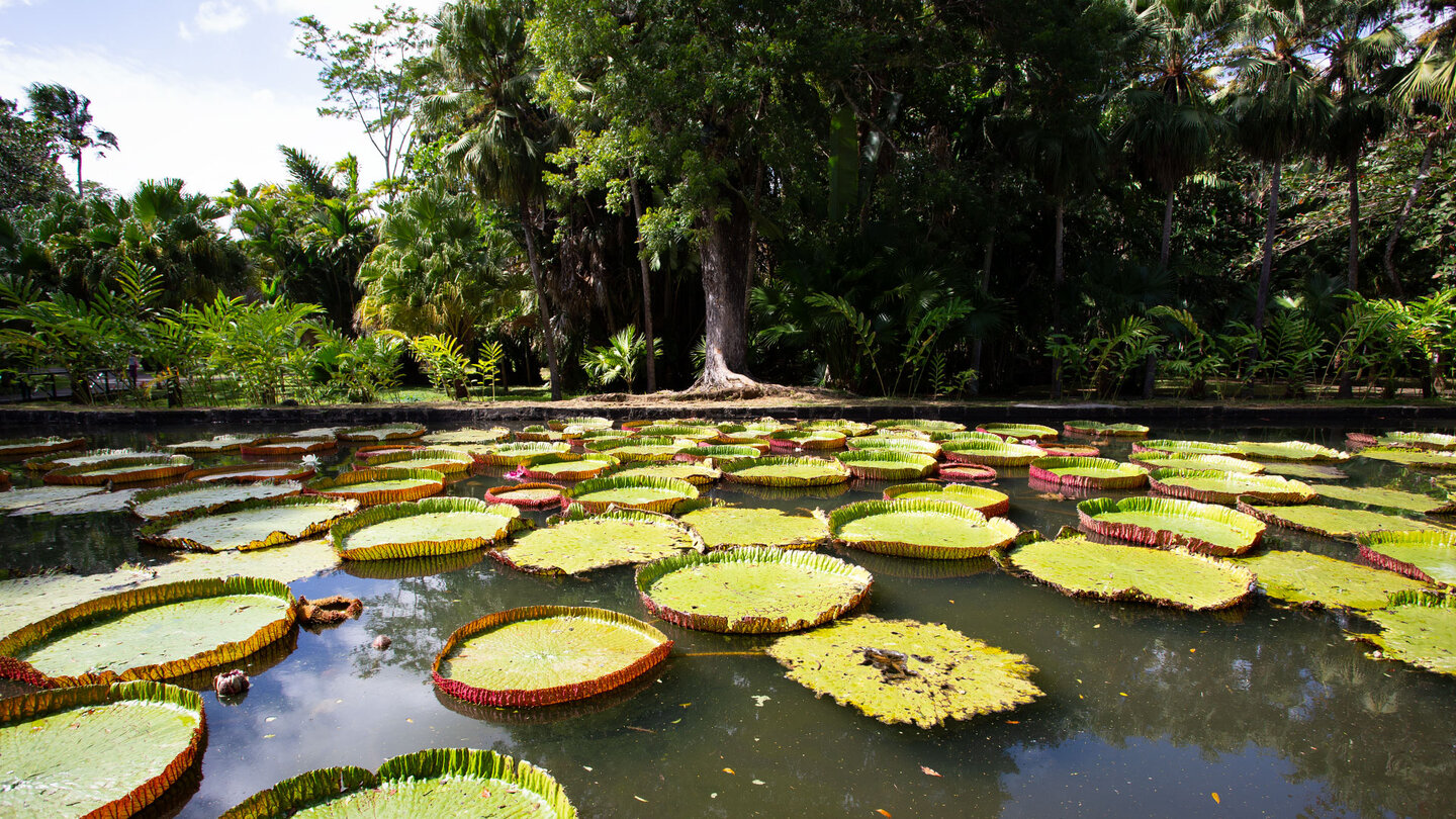 Riesenseerosen im Sir Seewoosagur Ramgoolam Botanical Garden