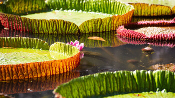 Blätter der Victoria amazonica im Sir Seewoosagur Ramgoolam Botanical Garden