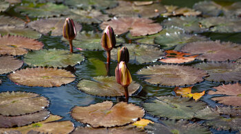 Wasserlilien im Botanischen Garden auf Mauritius