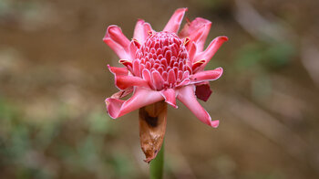 Blüte des Fackel-Ingwer im Sir Seewoosagur Ramgoolam Botanical Garden auf Mauritius