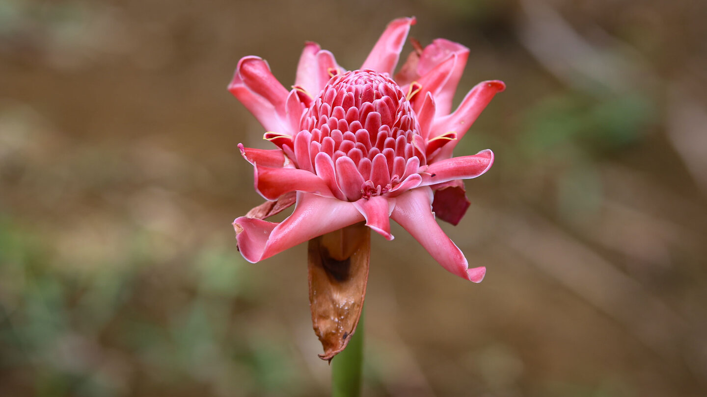 Blüte des Fackel-Ingwer im Sir Seewoosagur Ramgoolam Botanical Garden auf Mauritius