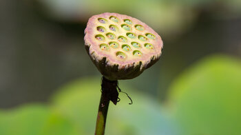 Samenkapsel des Indischen Lotus im Sir Seewoosagur Ramgoolam Botanical Garden