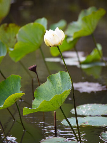 die Blüte des Indischen Lotus im Botanischen Garten