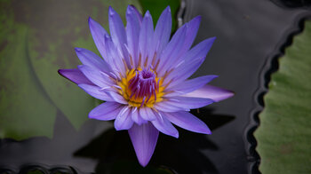 Seerose Nymphea capensis im Sir Seewoosagur Ramgoolam Botanical Garden auf Mauritius