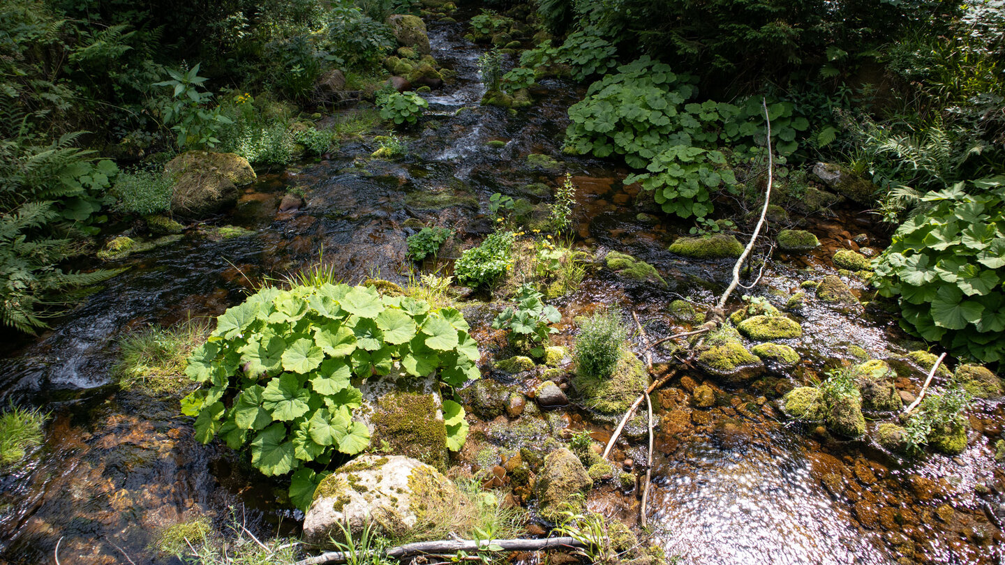 bewachsener Bachlauf des Tonbach bewachsener Bachlauf des Tonbach