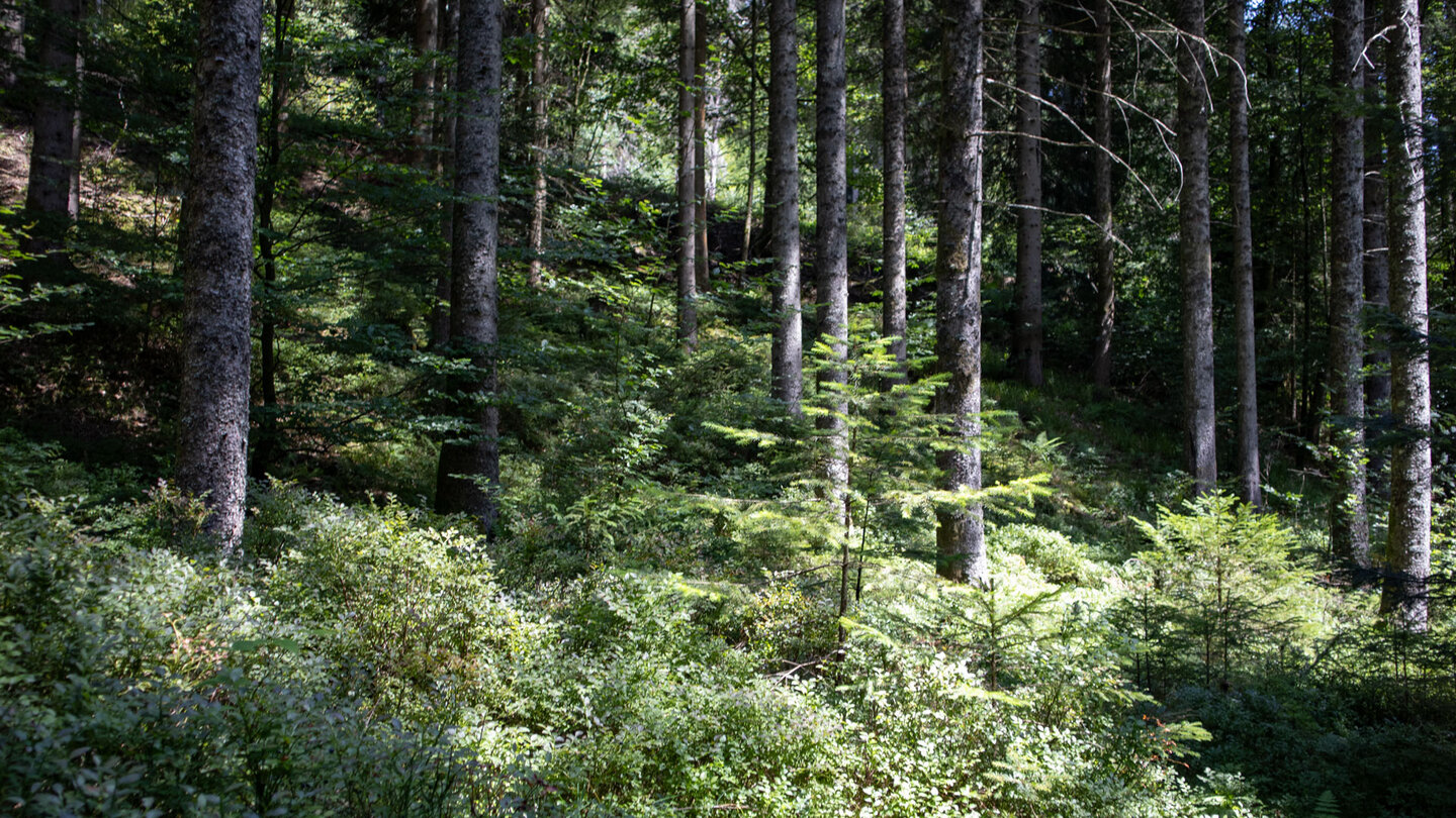 Blick in den Tannenwald entlang des Aufstiegs vom Tonbachtal Blick in den Tannenwald entlang des Aufstiegs vom Tonbachtal