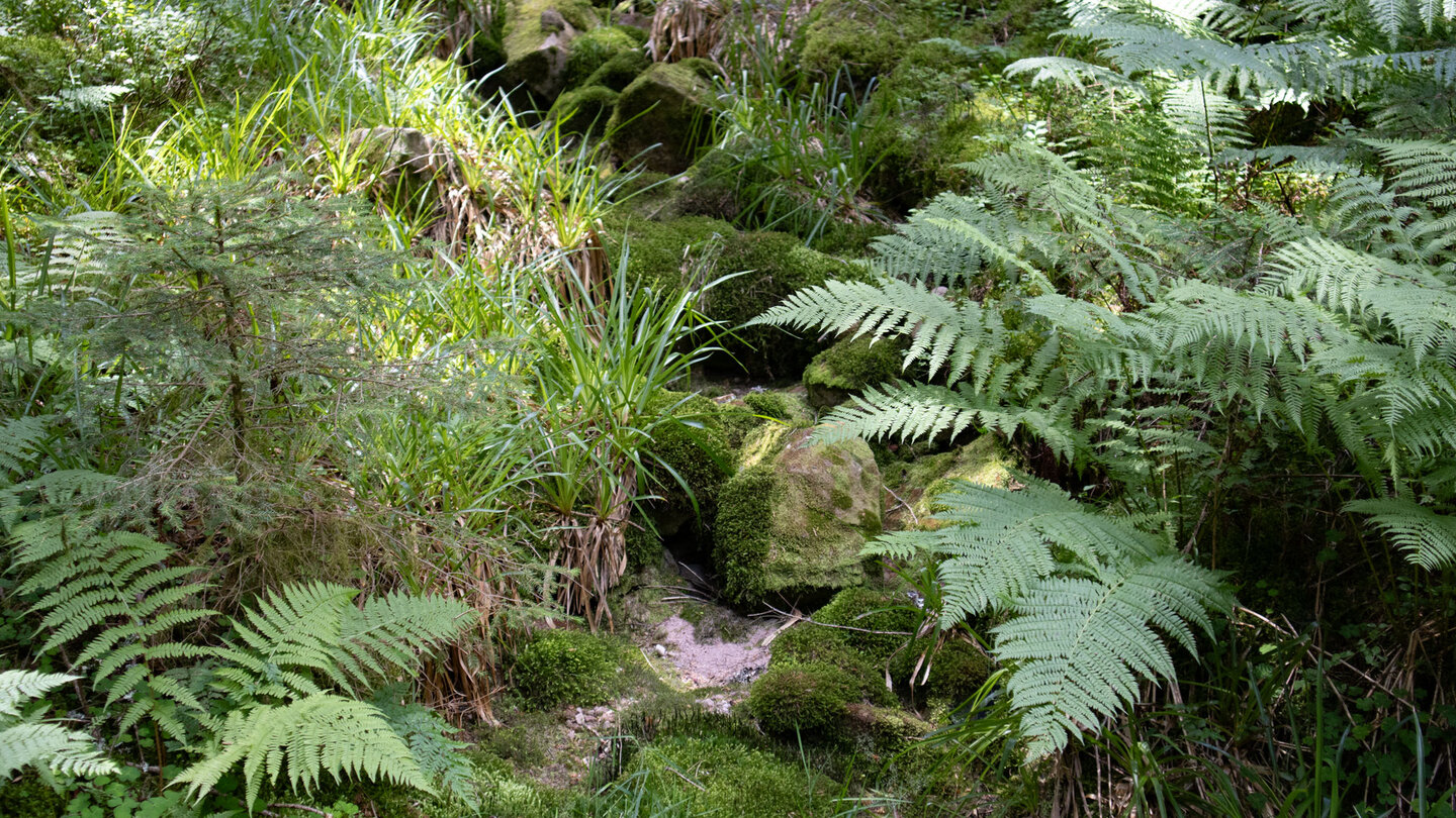 trockener Bachlauf am Wanderweg trockener Bachlauf am Wanderweg