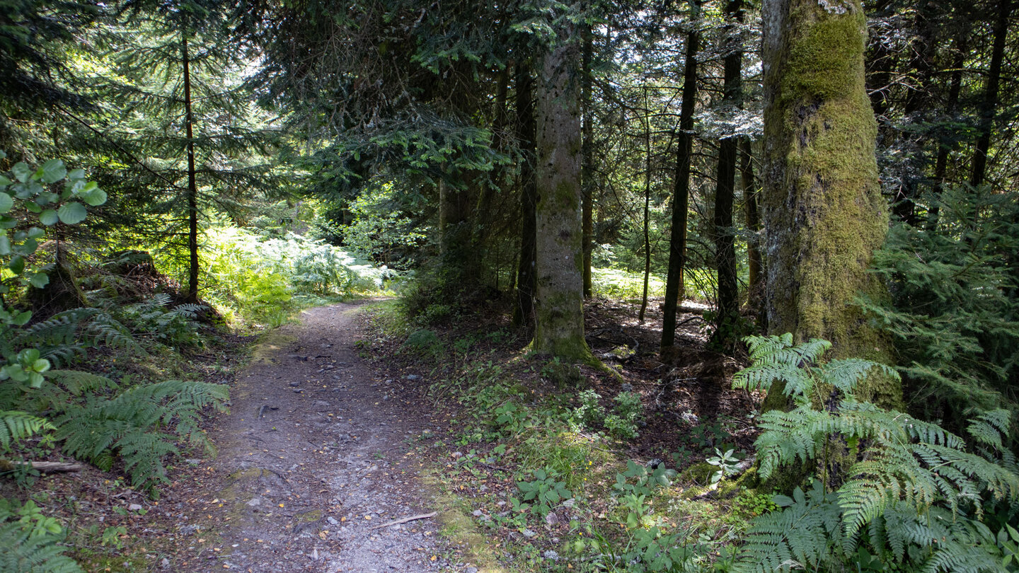 Wanderung entlang der Holzmachertour Wanderung entlang der Holzmachertour