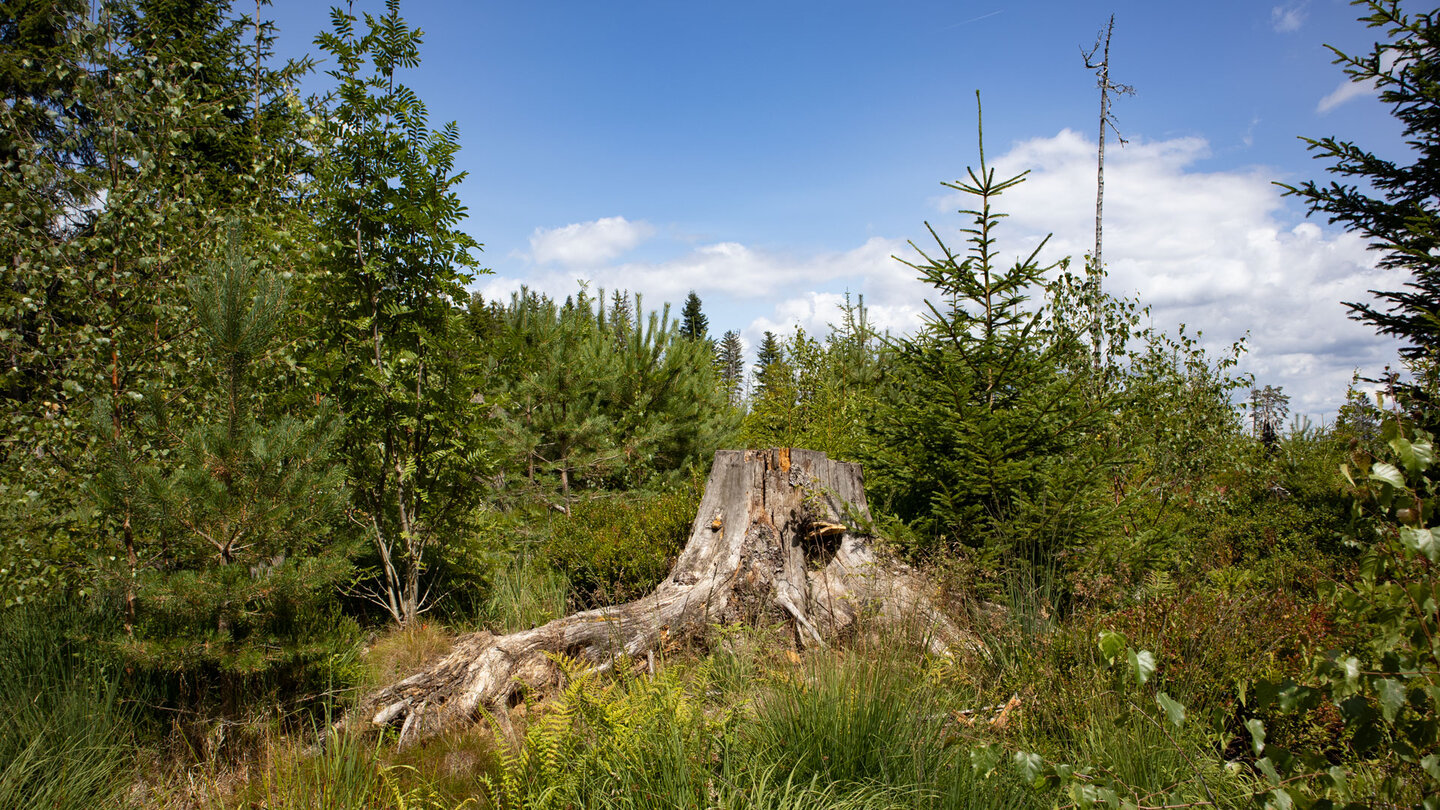 offene Landschaft am Kleemiss-Hochmoor offene Landschaft am Kleemiss-Hochmoor