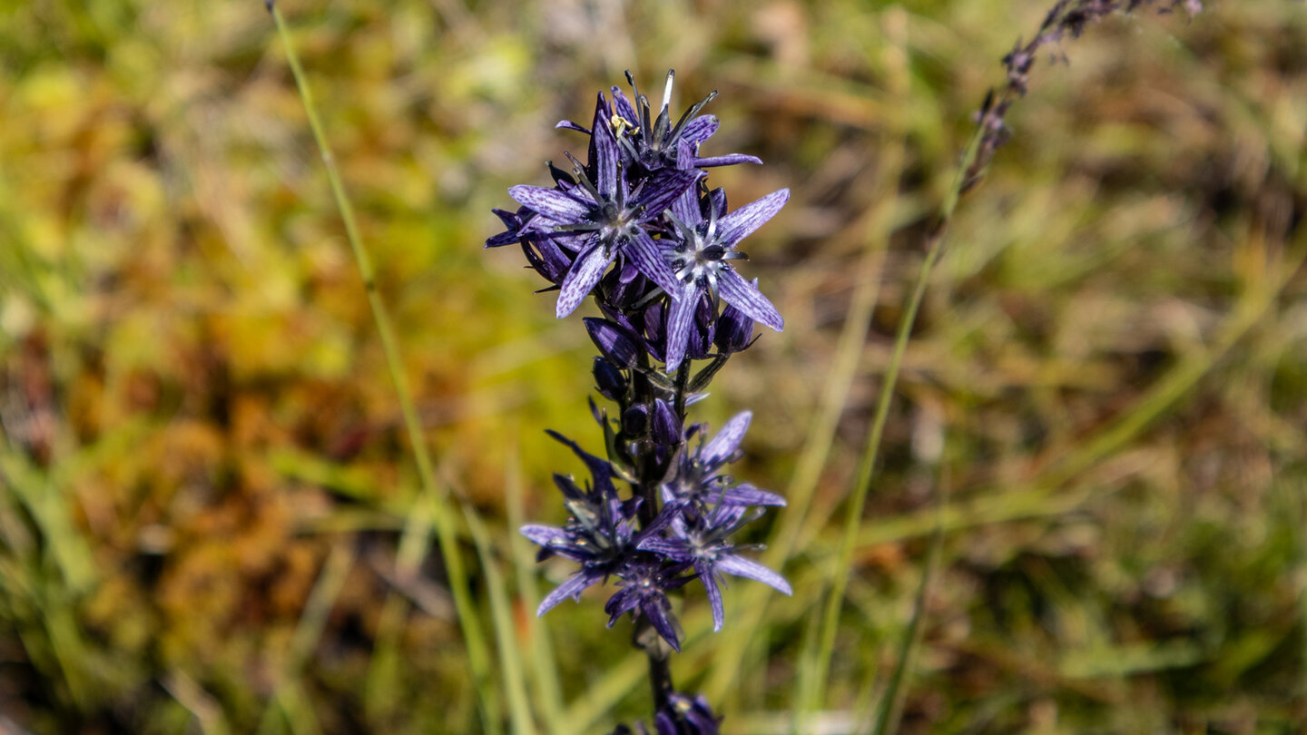 Sumpfenzian am Quellgebiet des Seebachs