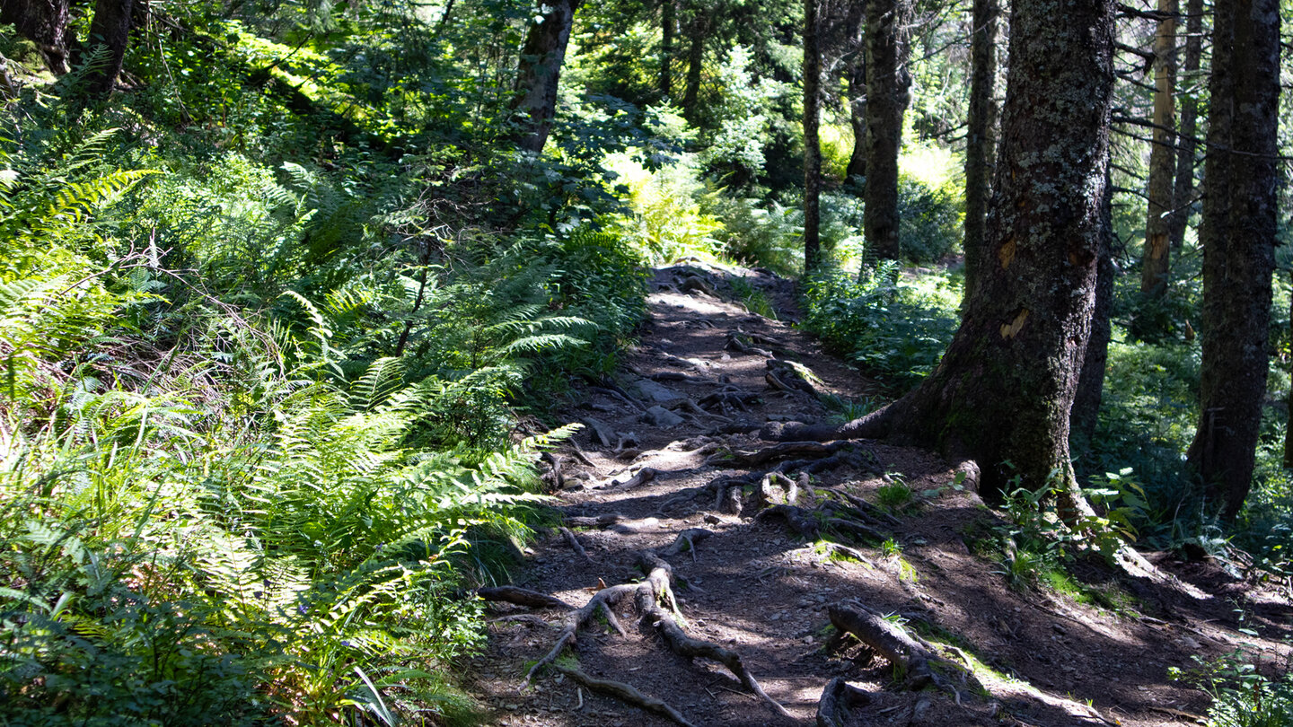 Rückblick auf den Wurzelpfad bei der Wanderung um den Feldberg