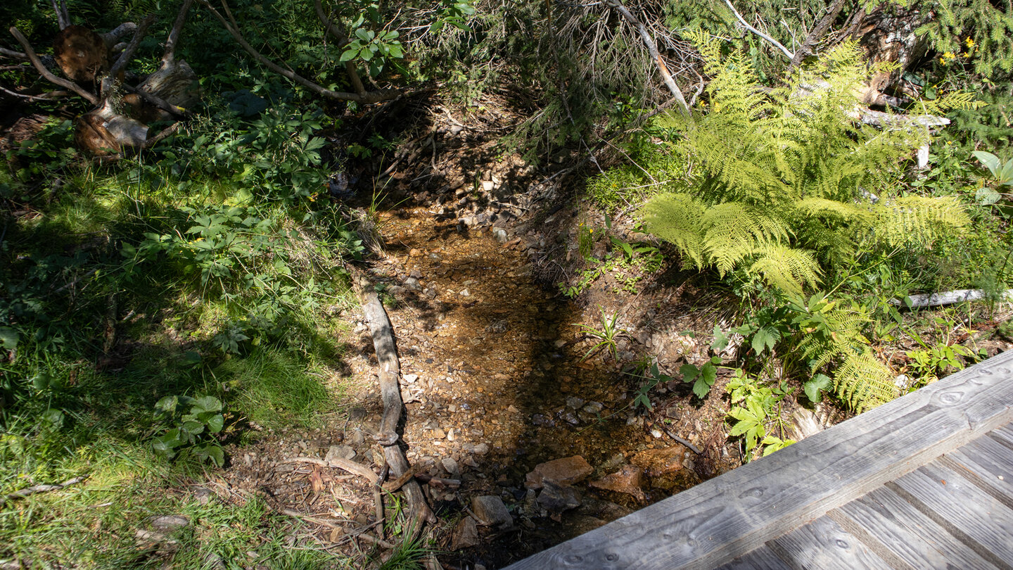 Holzbrücke hilft bei der Querung des Bachlaufs auf dem Emil-Thoma-Weg