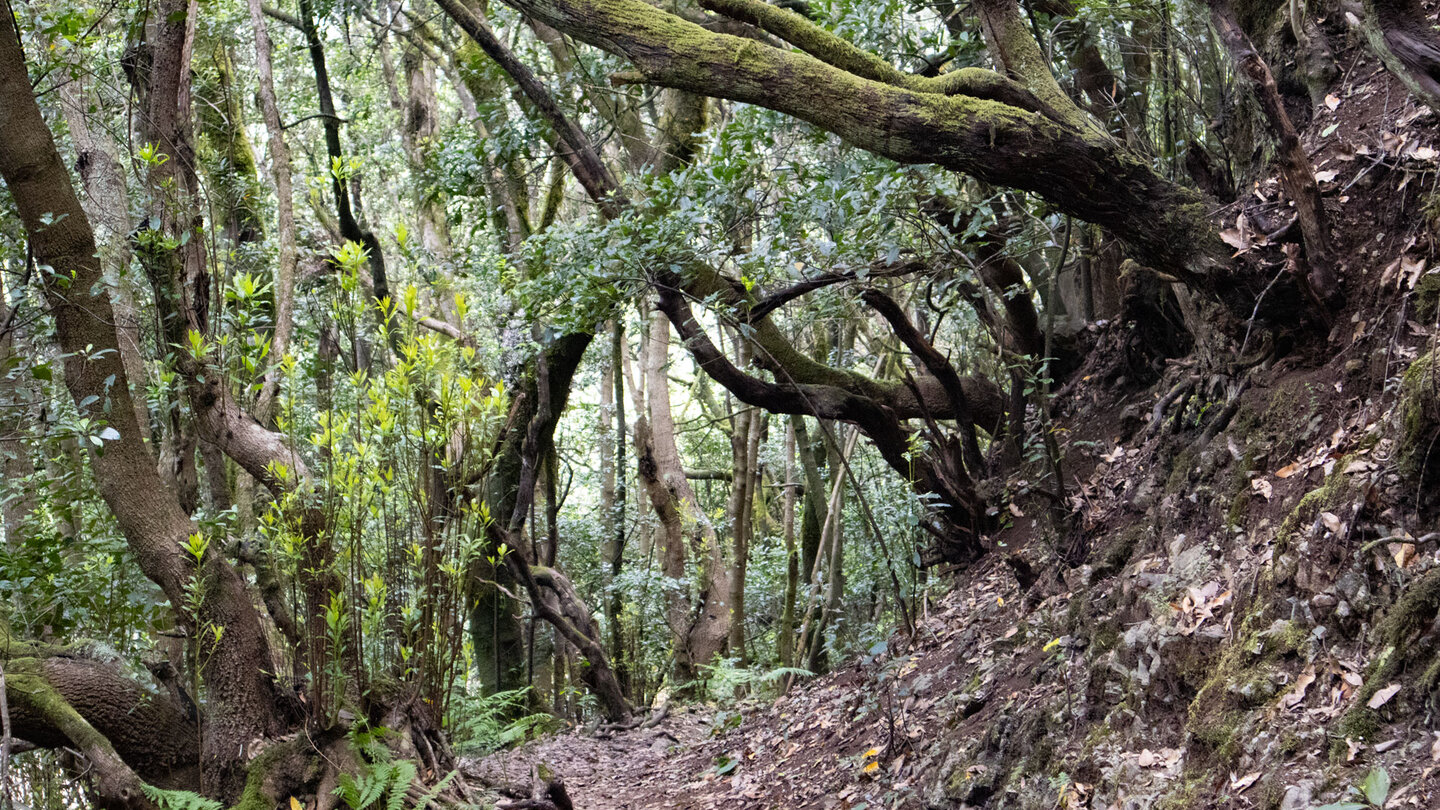 die Wanderung führt durch dichten Lorbeerwald in die Cedro-Schlucht die Wanderung führt durch dichten Lorbeerwald in die Cedro-Schlucht