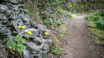 Wanderweg entlang einer Steinmauer mit gelb blühendem Aeonium