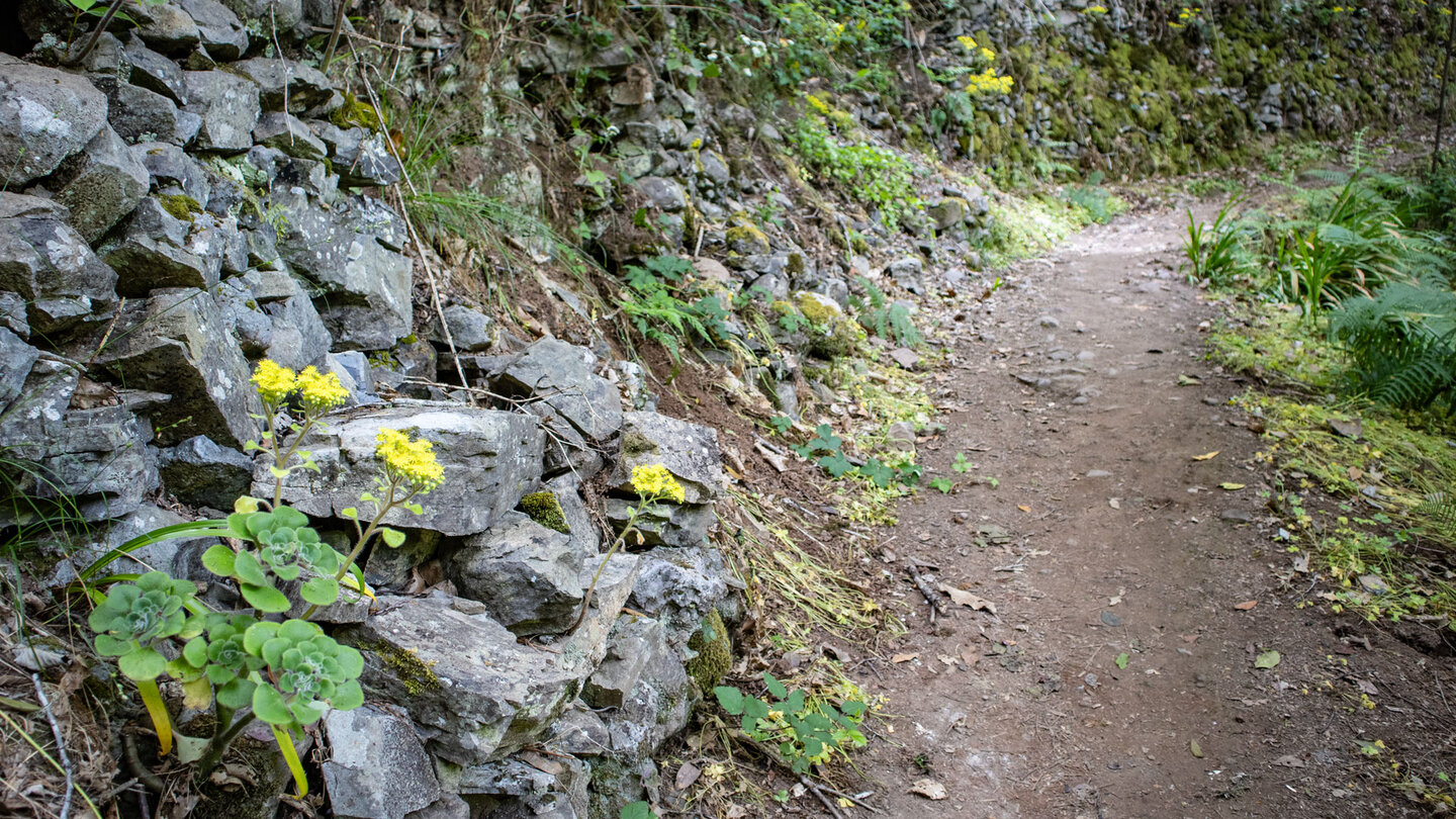 Wanderweg entlang einer Steinmauer mit gelb blühendem Aeonium Wanderweg entlang einer Steinmauer mit gelb blühendem Aeonium