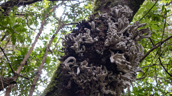 parasitärer Baumpilz an einem Lorbeerbaum