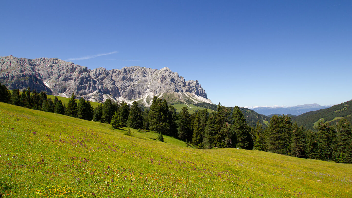 blühende Bergwiesen vor dem Panorama mit Tullen und Weißlahnspitze saftige Weiden vor Bergpanorama in Südtirol