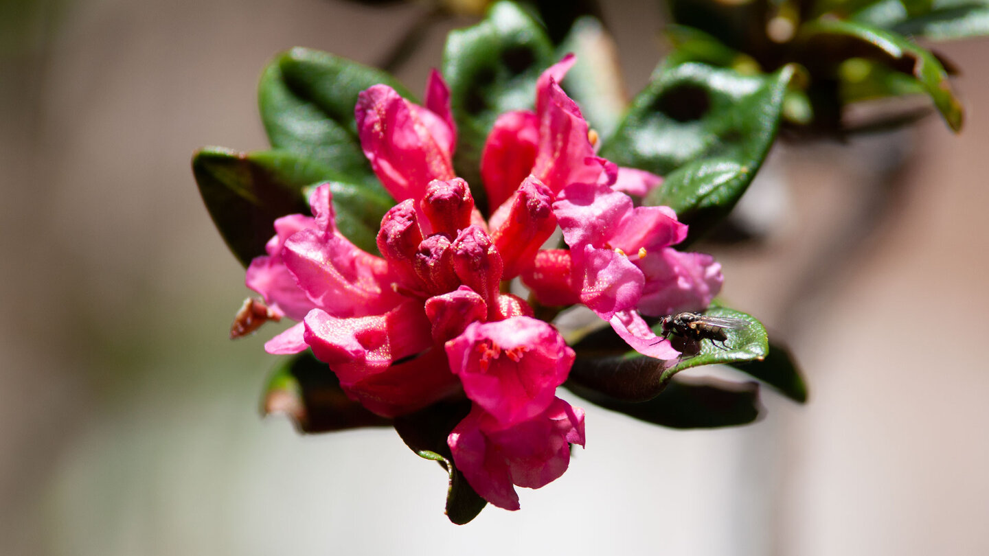 die Alpenrose, auch Almrausch genannt die Alpenrose, auch Almrausch genannt