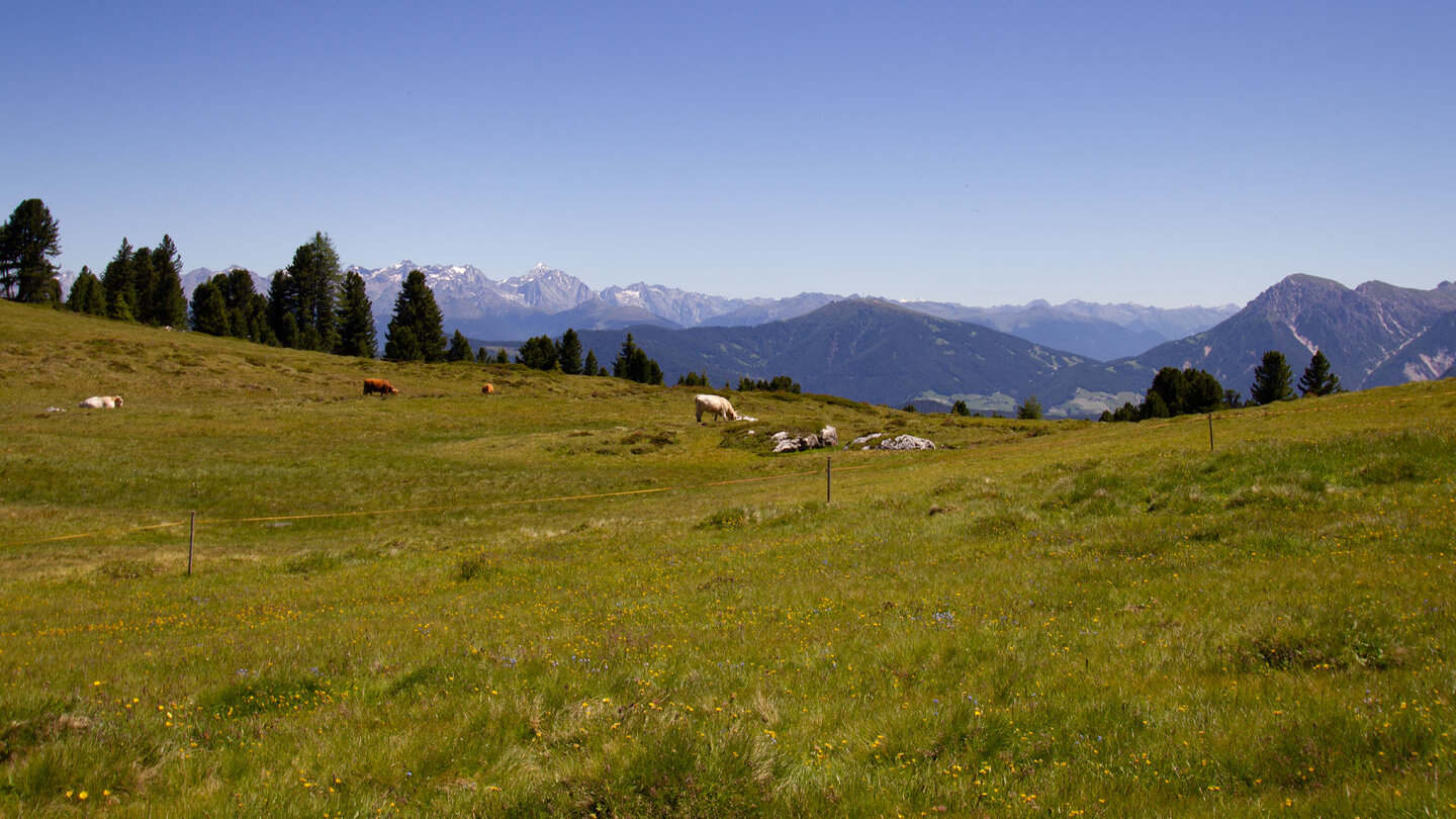 Kühe auf den Almen rund um den Peitlerkofel Kühe auf den Almen rund um den Peitlerkofel