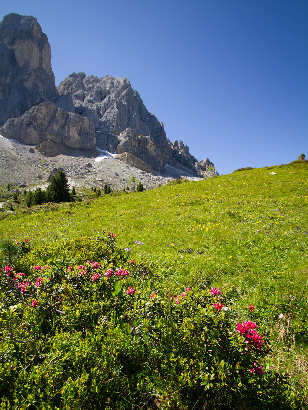 Alpenrosen vor der Bergkulisse des Peitlerkofel Alpenrosen vor der Bergkulisse des Peitlerkofel