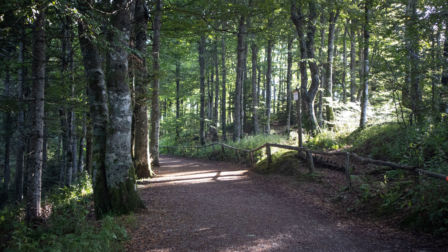 gut ausgebauter Wanderweg am Schauinsland ausgebauter Wanderweg am Schauinsland
