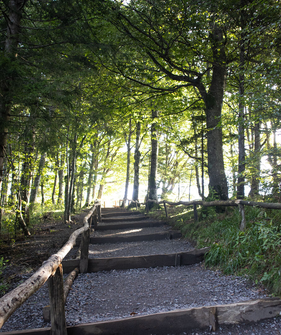 befestigter Wanderweg durch den Buchenwald am Schauinsland Wanderweg durch den Buchenwald am Schauinsland
