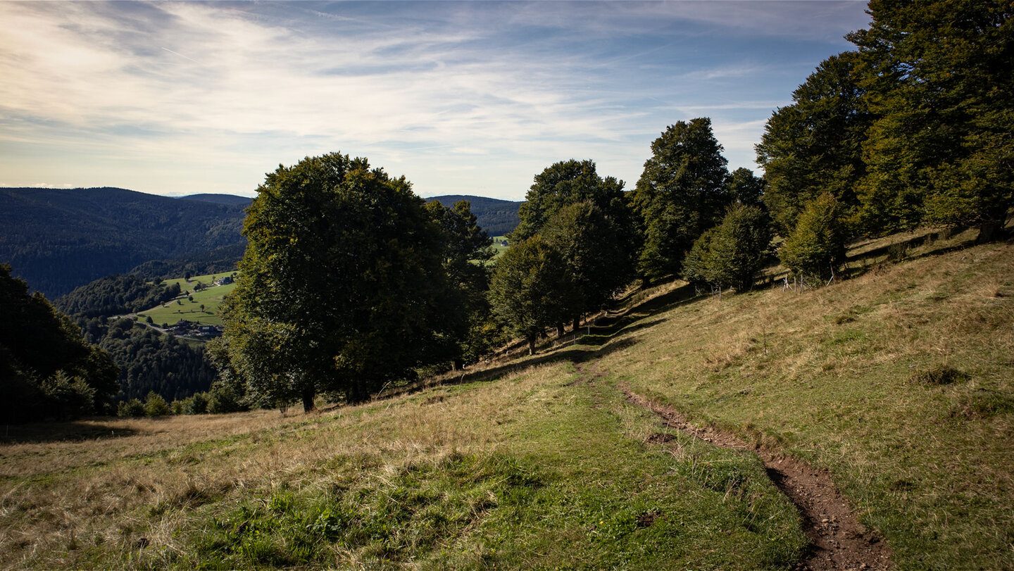 idyllischer Bergwiesenpfad am Schauinsland im Schwarzwald Bergwiesenpfad am Schauinsland im Schwarzwald