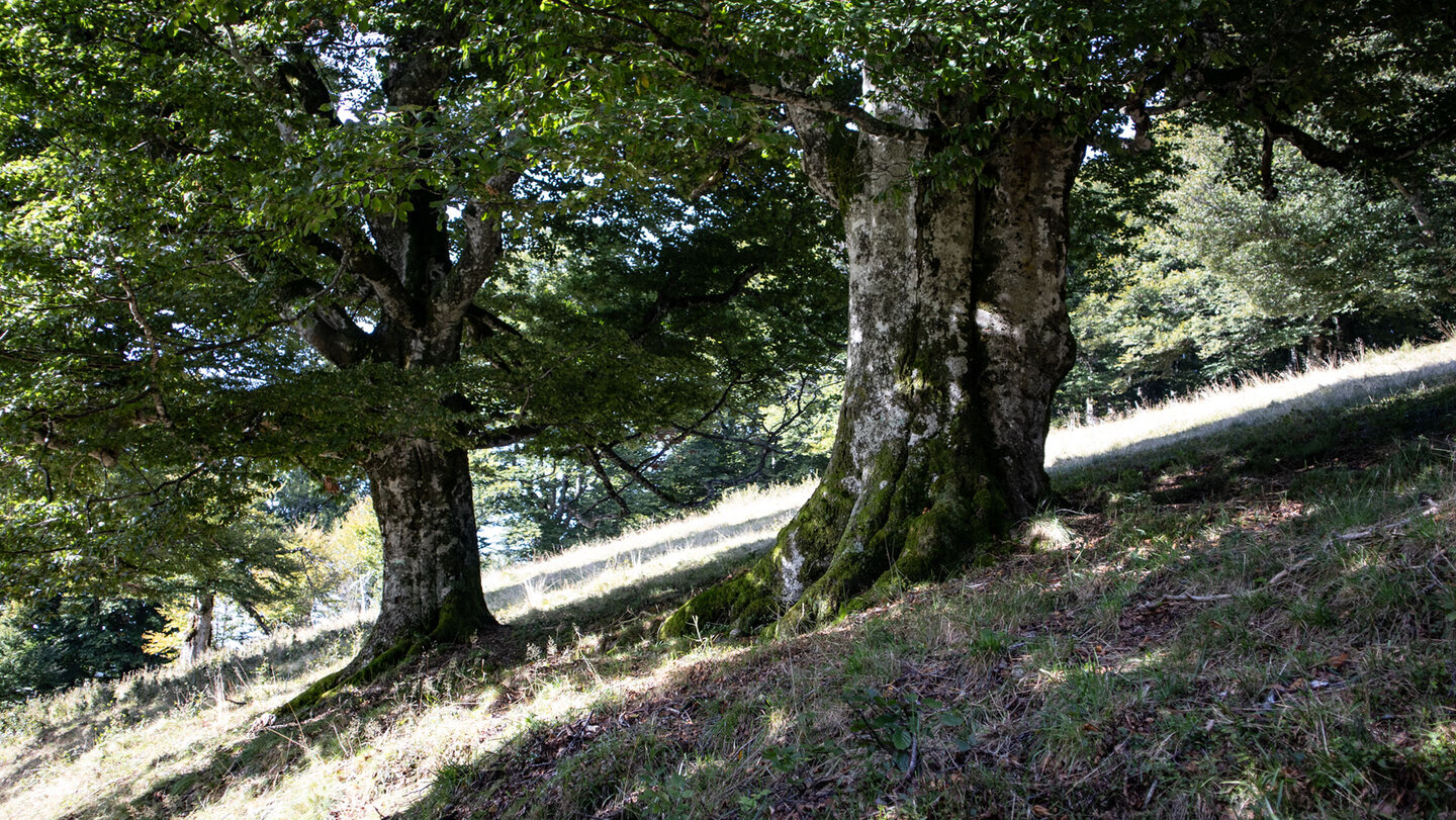 entlang des Bergwiesenpfads stehen alte Weidbuchen alte Weidbuchen entlang des Bergwiesenpfads