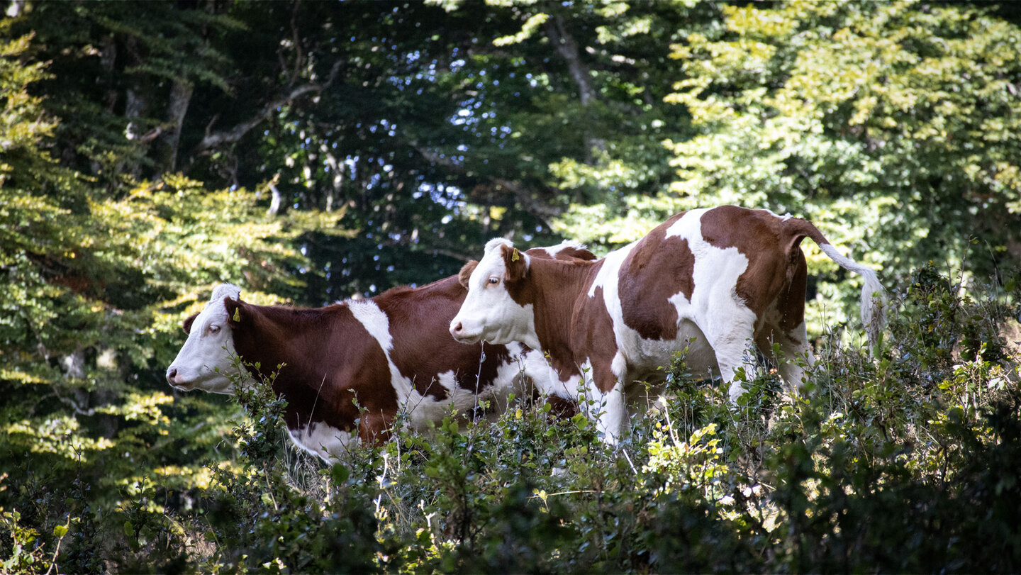am Schauinsland trauen sich die Kühe auch in den Wald zwei Kühe am Waldrand auf dem Schauinsland