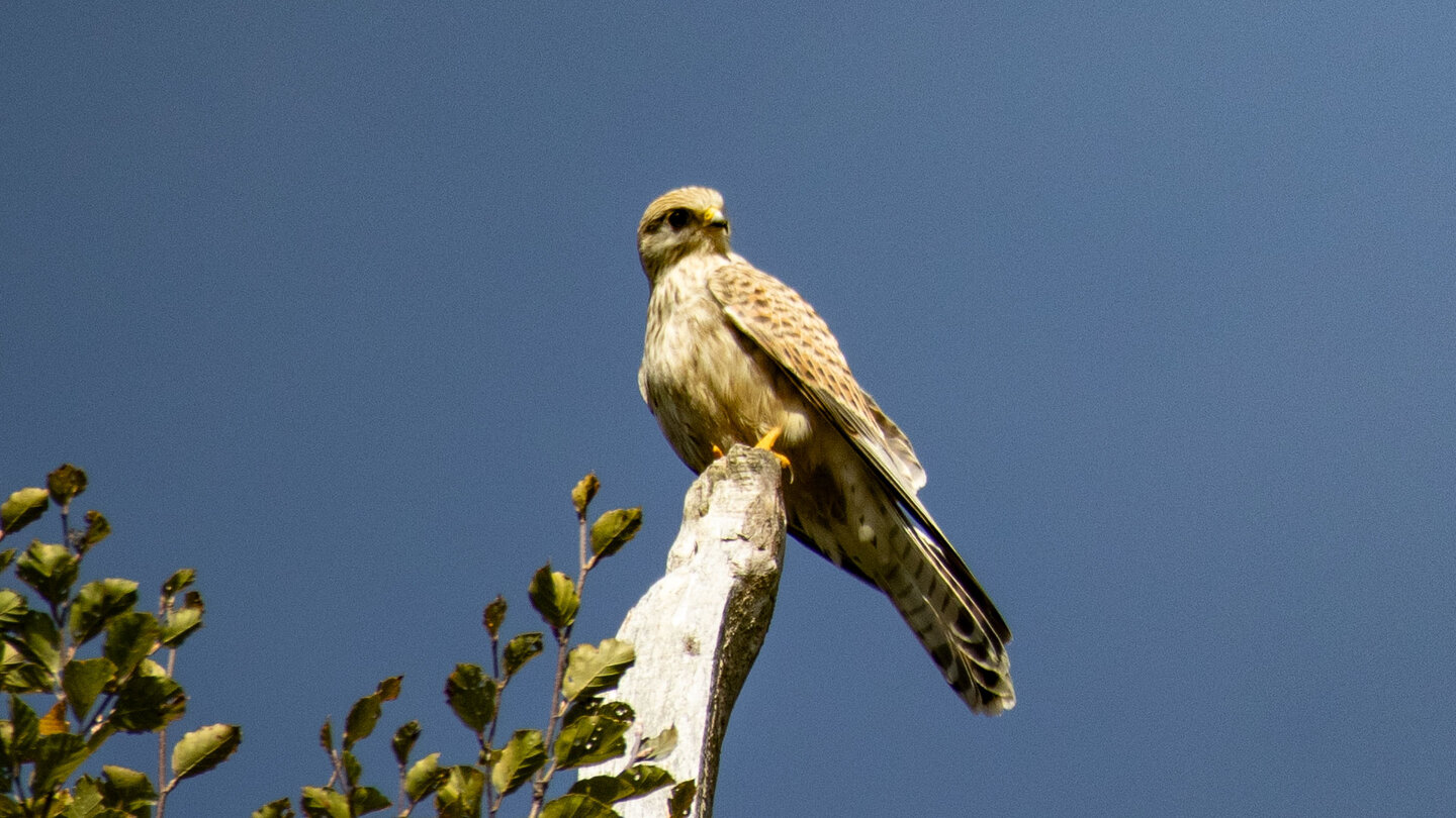 ein Falke beobachtet die Umgebung auf dem Schauinsland Falke beobachtet die Umgebung auf dem Schauinsland