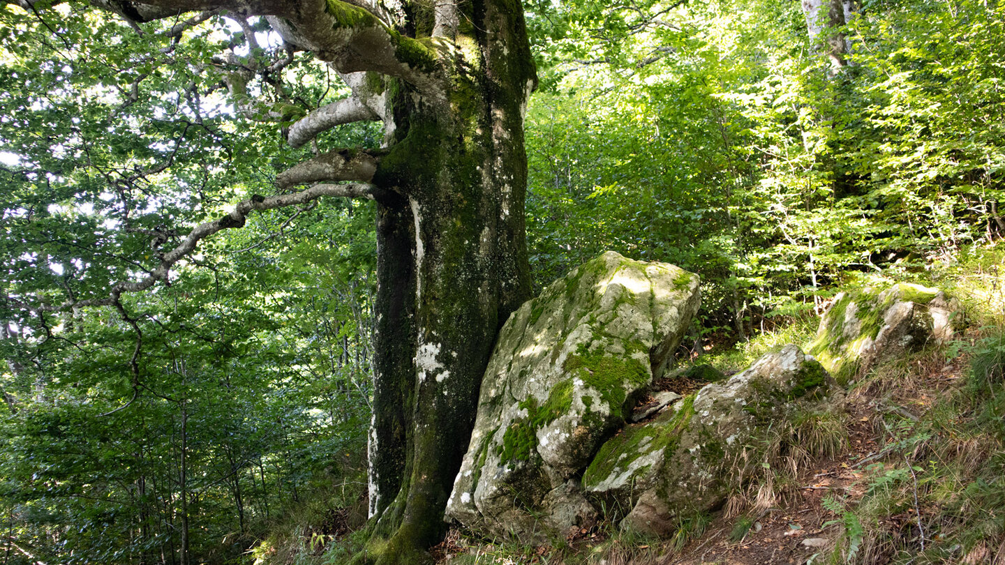 entlang des Schauinsland Rundwanderwegs sieht man bemooste Bäume und Felsen Schauinsland Rundwanderweg mit bemoosten Bäumen und Felsen