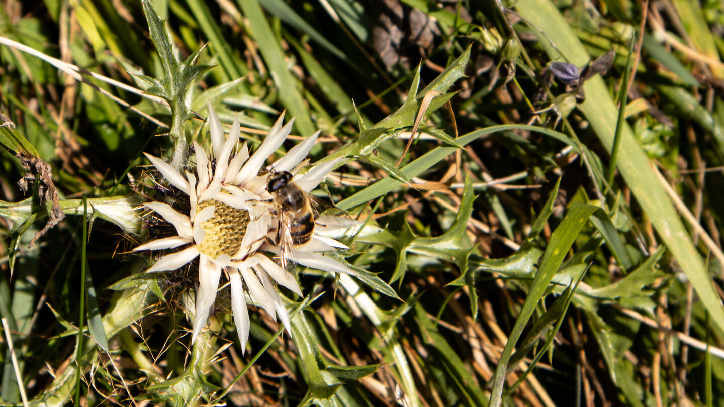 eine Biene sammelt Nektar auf einer Silberdistel Biene sammelt Nektar auf einer Silberdistel