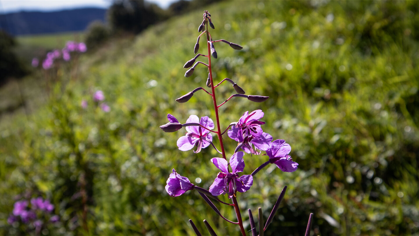 ein Weidenröschen auf einer Wiese am Schauinsland Weidenröschen auf Wiese am Schauinsland