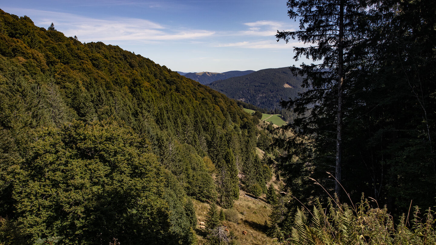 ein dicht bewaldeter Berghang am Schauinsland im Schwarzwald ein bewaldeter Berghang am Schauinsland im Schwarzwald