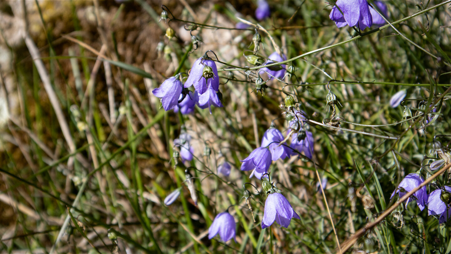 auf den Wiesen am Schauinsland wachsen rundblättrige Glockenblumen rundblättrige Glockenblumen auf den Wiesen am Schauinsland