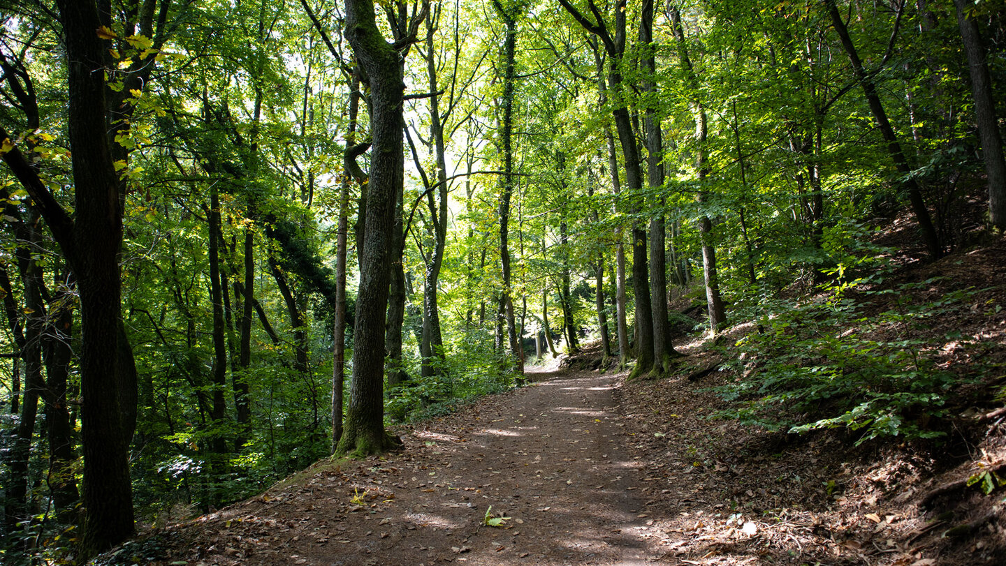 Wanderweg durch lichten Wald zur Madenburg bei Eschbach