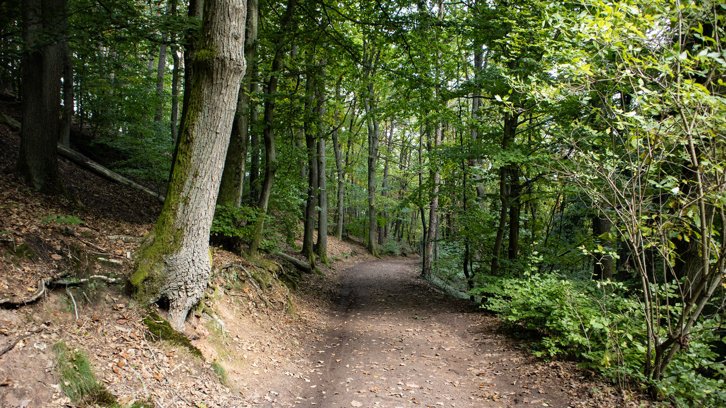 Madenburg-Rundweg: Gemütlich über den Rothenberg zur größten Burg der Südpfalz