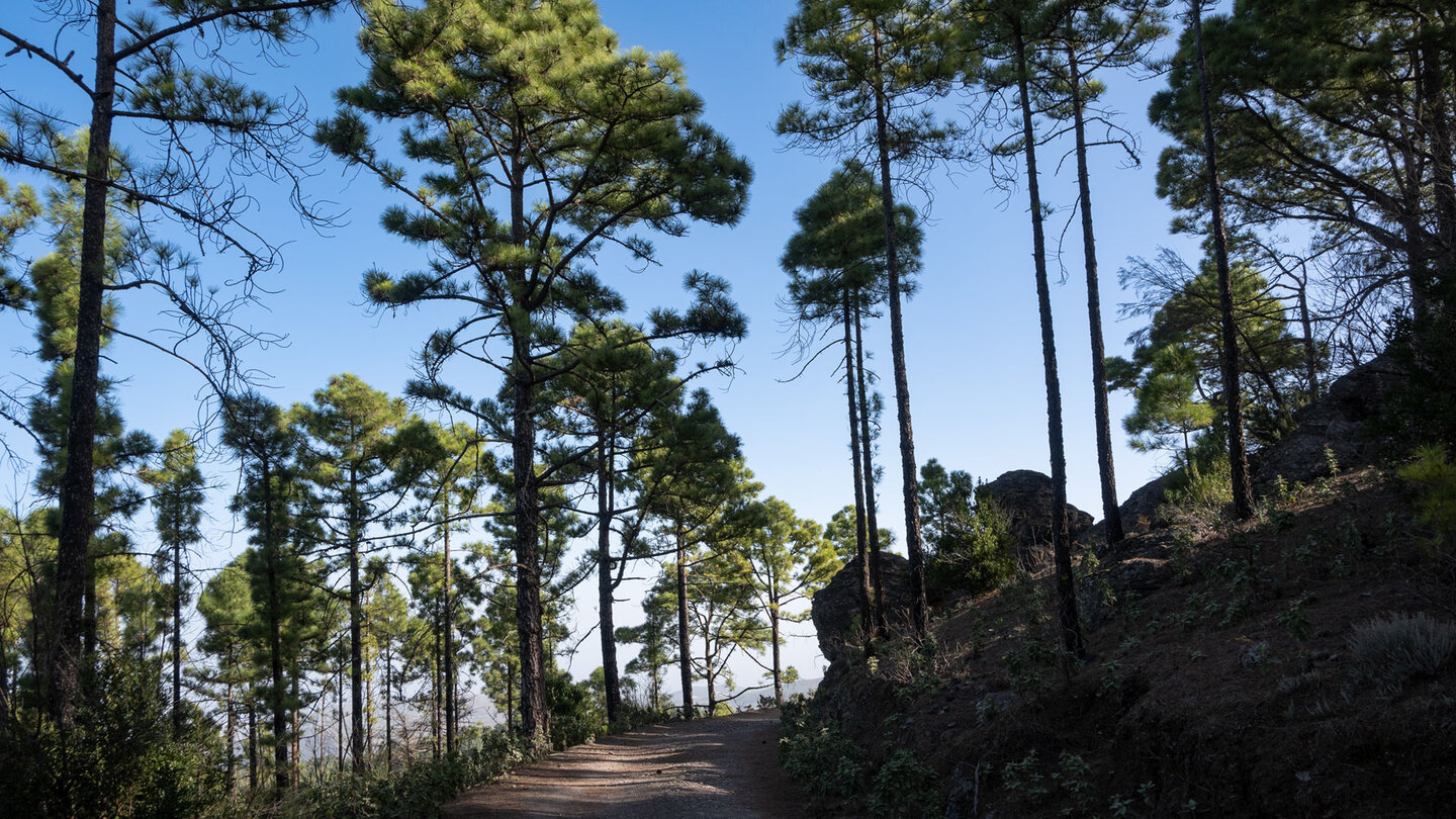 Wanderweg im Kiefernwald des Naturpark Tamadaba