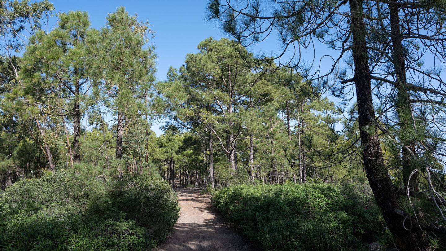 anderweg zwischen Zistrosen im Kiefernwald