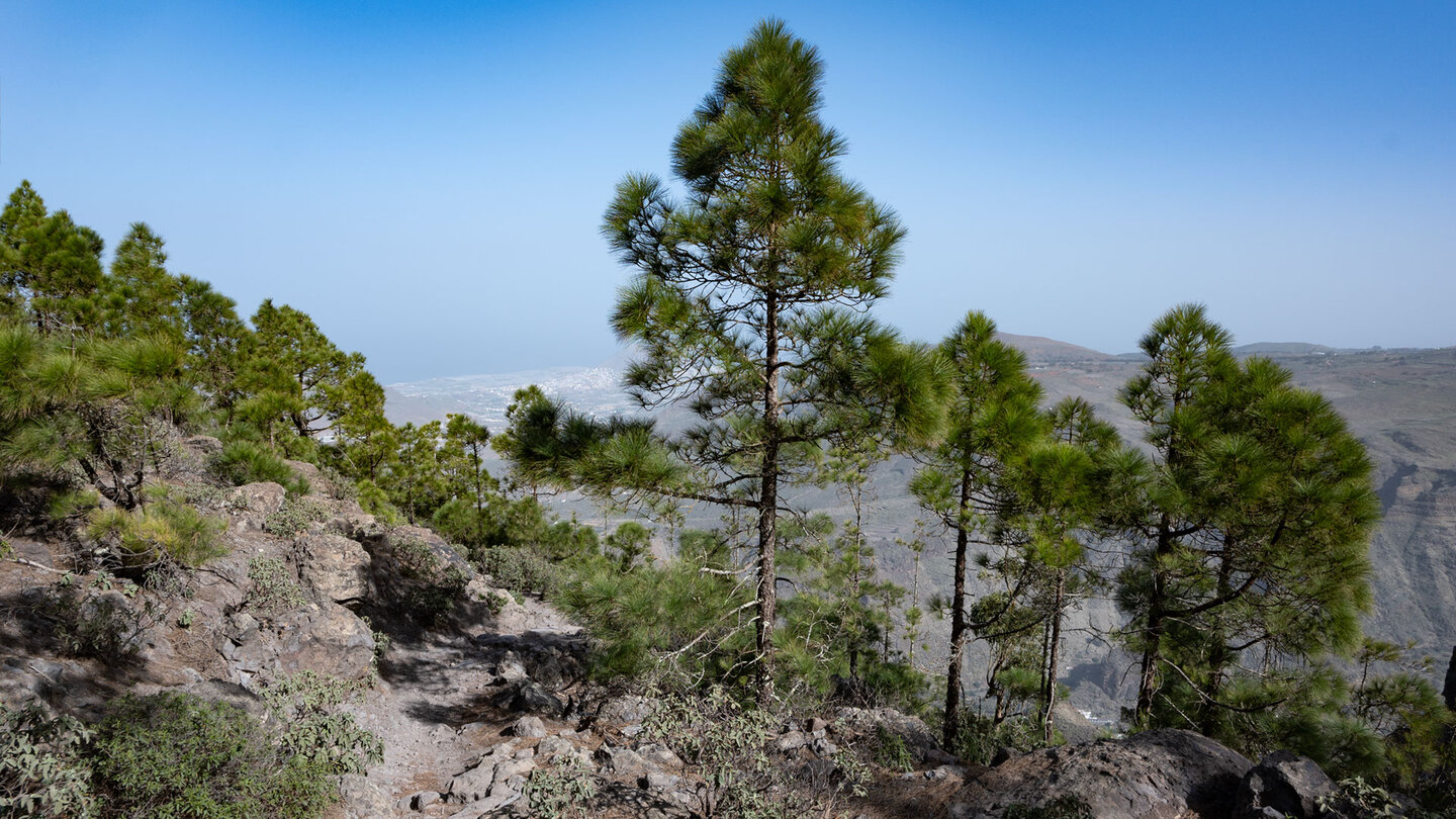 Wanderroute durch die Baumgrenze an den Steilwänden des Tamadaba