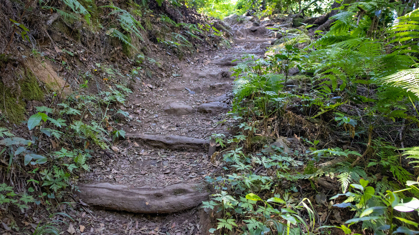 der Wanderweg führt über Holzstufen durch den Lorbeerwald