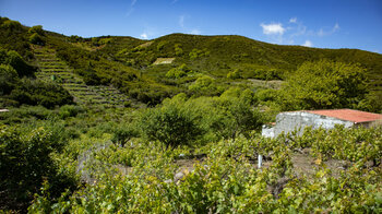 idyllische Weinbaugebiete an der Grenze zum Garajonay Nationalpark