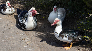 Barbarie Enten am Stausee Presa de Cabecita