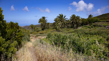 Obstbauflächen und Palmenhaine am Wanderpfad im oberen Abschnitt der Agua-Schlucht