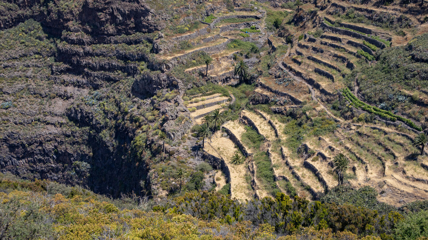 terrassierte Felder an der Abbruchkante am Barranco del Agua