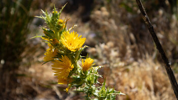 Spanische Golddistel (Scolymus hispanicus) am Wegesrand