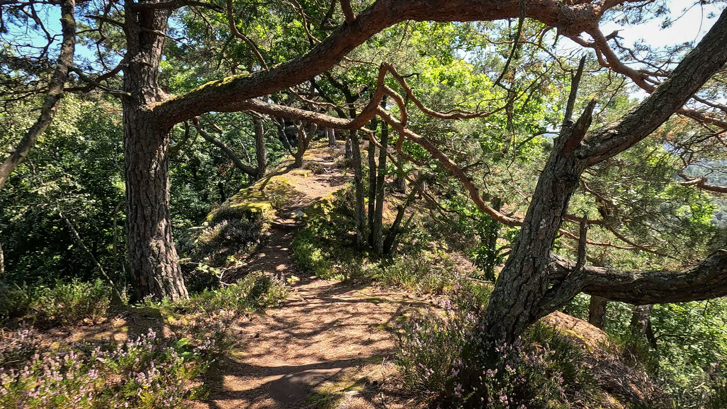 Wanderroute auf dem Buchholzfelsen Wanderroute auf dem Buchholzfelsen